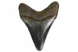 Juvenile Megalodon Tooth - Georgia #158782-1